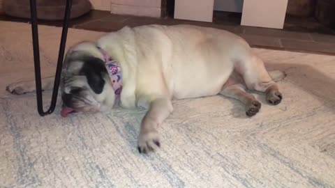 Pug comically runs in her dreams