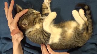 Small Cat Wants a Massage