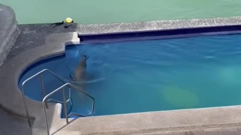 Sea Lion Comes on Land, Swims in Pool and Steals Man's Chair || ViralHog