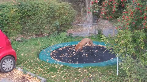 Playful Fox Pounces On Trampoline