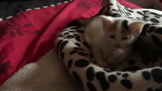 Tiny kitten learning to wash their paws
