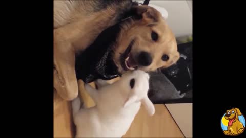 Dog and rabbit share incredible friendship