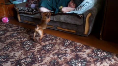 Dog begs for attention in peculiar way