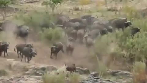 Lions against buffaloes. Who will win?