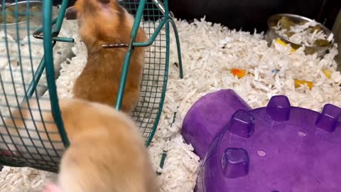 Two hamsters running in wheel at same time