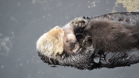 1 day old sea otter pup trying to sleep on mom