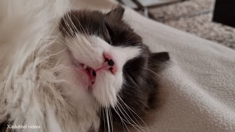Cat Snores Very Loud