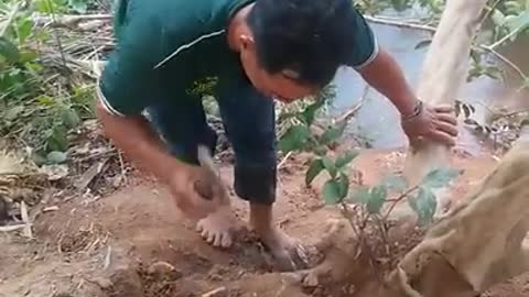 Bonsai master cut for being natural tree