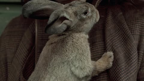 Man Holding a Rabbit