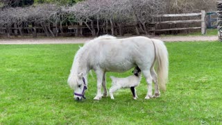 Rejected Lamb Adopted by Loving Mare