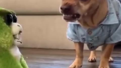 Try not to laugh funny animals #shorts