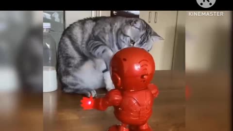 Cat fany video