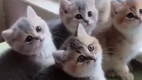 5 cute cats
