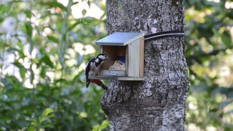 Woodpecker Bird Eat Feeding Peanuts