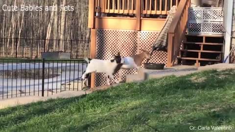 Fainting Goats 🐐 Funny Videos