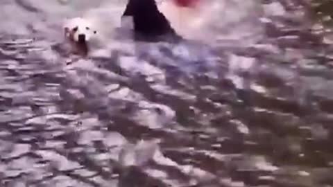Two dogs jumped into the lake to save their owners