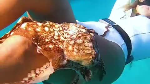 Divers Make Friends with Wild Octopus