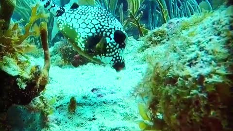 Really amazing fish video /swimming fish | colourful cute fish🌷🌷