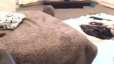 Energetic French Bulldog Hits Every Beat