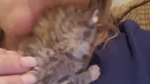 Rescue kitten Negan