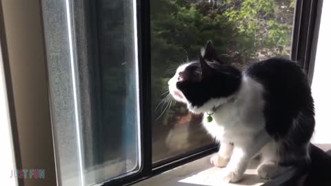 Videos De Risa 2021 nuevos 😂 Animales Graciosos Gatos y Perros