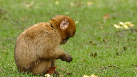 Little monkey eating cute