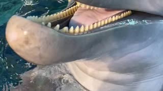 Dolphin Tells A Riveting Story