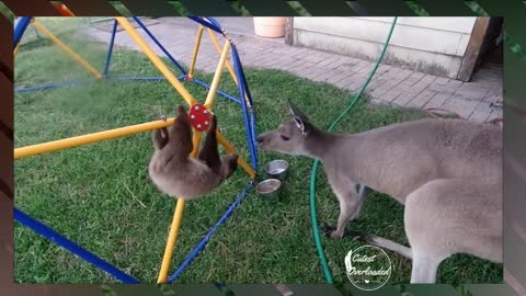 Baby sloth play with kangaru | Cutest Overloaded |