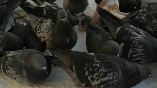 Hungry pigeons eat.