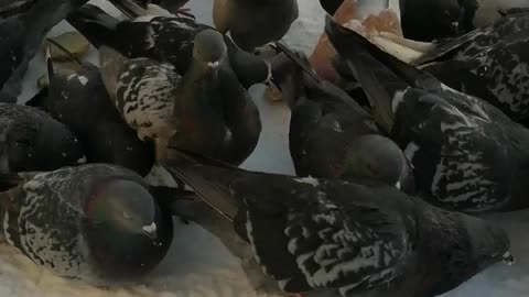 Hungry pigeons eat.