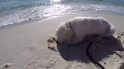 Cute Puppy try's to keep his head cool at the beach