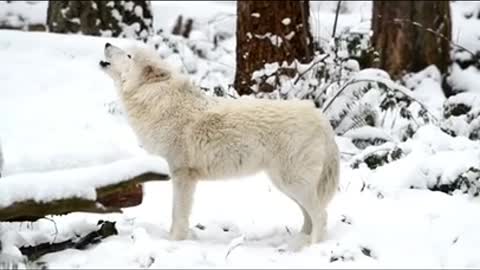 Incredible White Wolf Howling At The Sight Of Snow