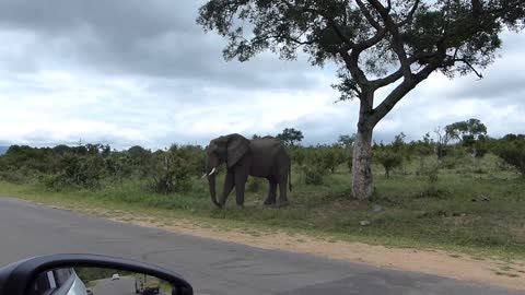 Elephant Mock Charge