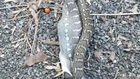 Carpet Python Makes Meal of Bat