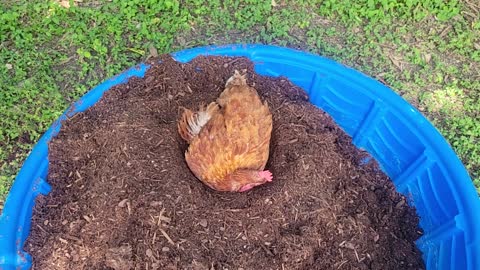 Maggie the Hen in a Pool of Dirt
