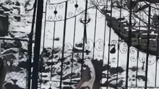 Startled Deer Gets Stuck in Gate