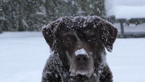 The coolest dog under the snow