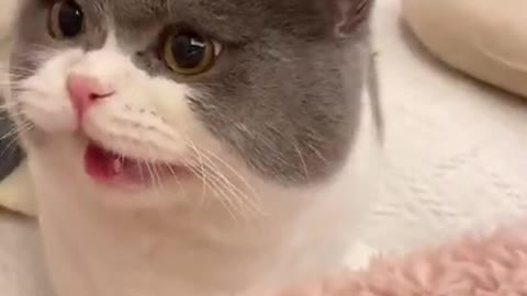 cats meowing | funny cats | cat meowing