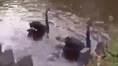 Geese teach chicks to swim in water