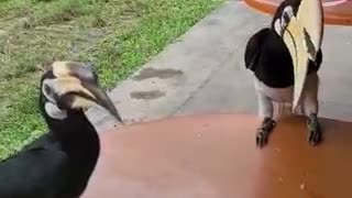 Hornbills dine with humans