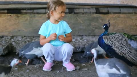 girl feeding guinea fowl from hands