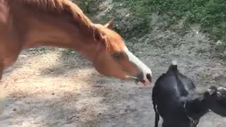 Horse and Goat Are Best Friends