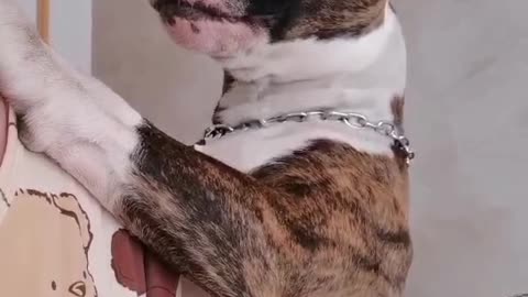 Cute dog giving a kiss