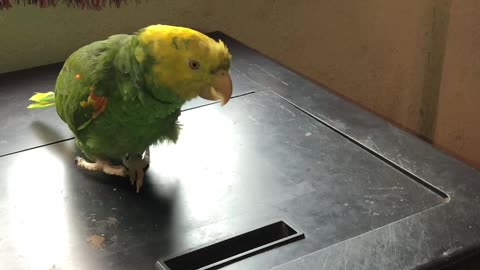 Precious Parrot Singing Zippity Doo Dah