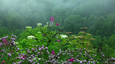 Rain Sound with Tibetan Singing Bowls and Birds chirping Sleep Music