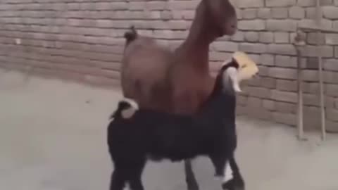 These goats are completely funny dancing to this song