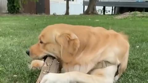 Funniest & Cutest Golden Retriever Puppies - 30 Minutes of Funny Puppy Videos
