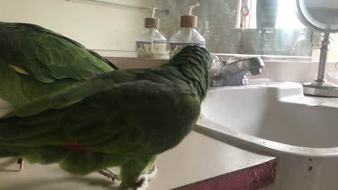 Bird goes poop in the sink on command