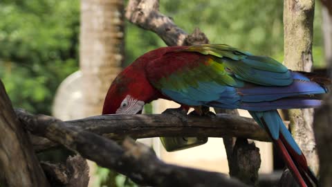 Macaw parrot on a branch