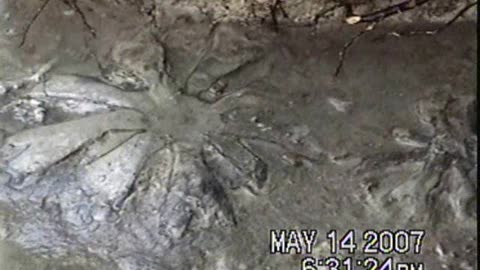 BRACHIOSPONGIA DIGITATA: Very rare sponge fossil